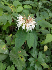 Monarda clinopodia