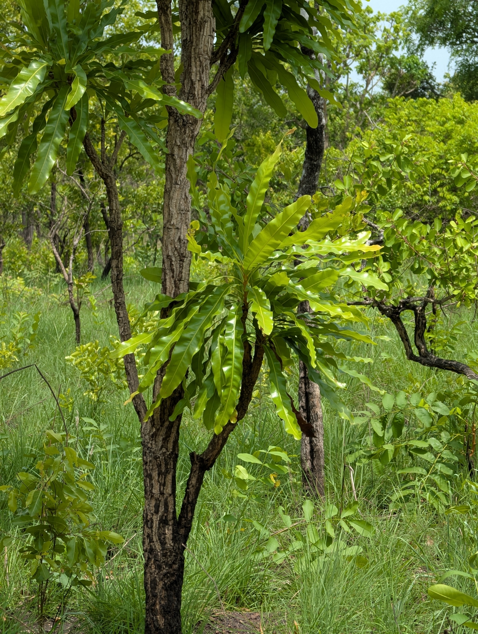 Dwarf Red Ironwood (Lophira lanceolata)