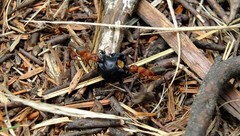 Formica truncorum