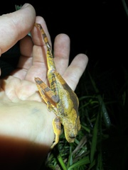 Canelos Treefrog photo 2