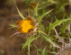 Carlina corymbosa