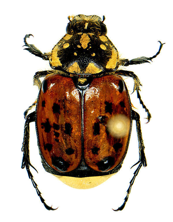 Gnorimella