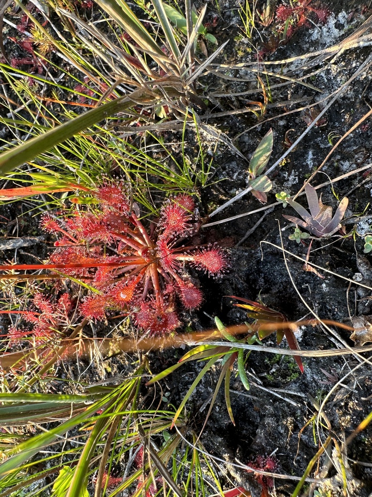 Pink Sundew