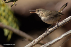 Clarion Wren photo 1
