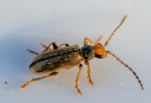 Syneta seriata