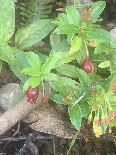 Vaccinium dentatum observed 2025-03-12