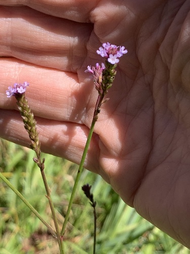 Verbena litoralis observed 2025-03-12