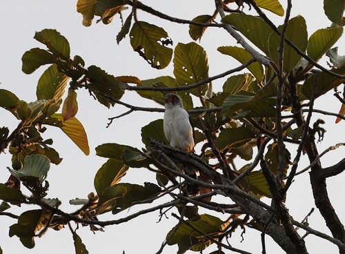 White-rumped Falcon (Neohierax insignis), photo 7