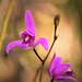 Bletia purpurea - Photo 由 omar aguilar peraza 所上傳的 (c) omar aguilar peraza，保留部份權利CC BY-NC