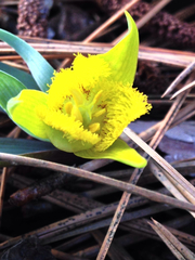 Calochortus monophyllus