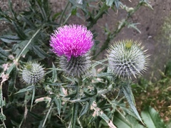 Cirsium vulgare