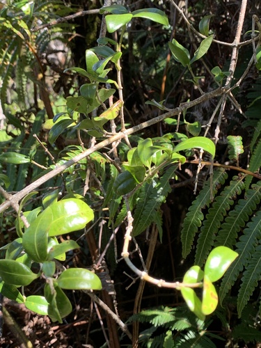 Alyxia stellata observed 2025-03-12
