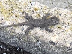 Sceloporus occidentalis