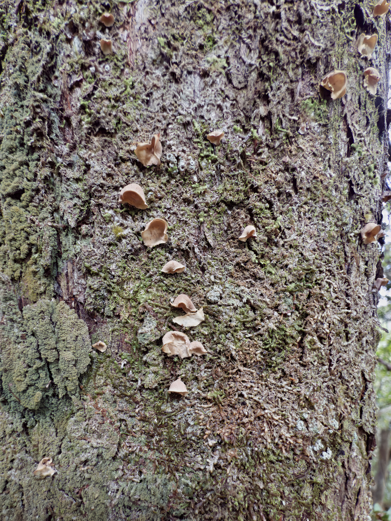 Calyptella totara · March 2025 · photo: © jeremy_rolfe (iNaturalist, cc-by)