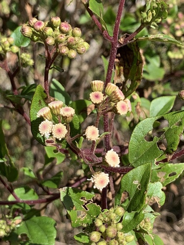 Ageratina adenophora observed 2025-03-12