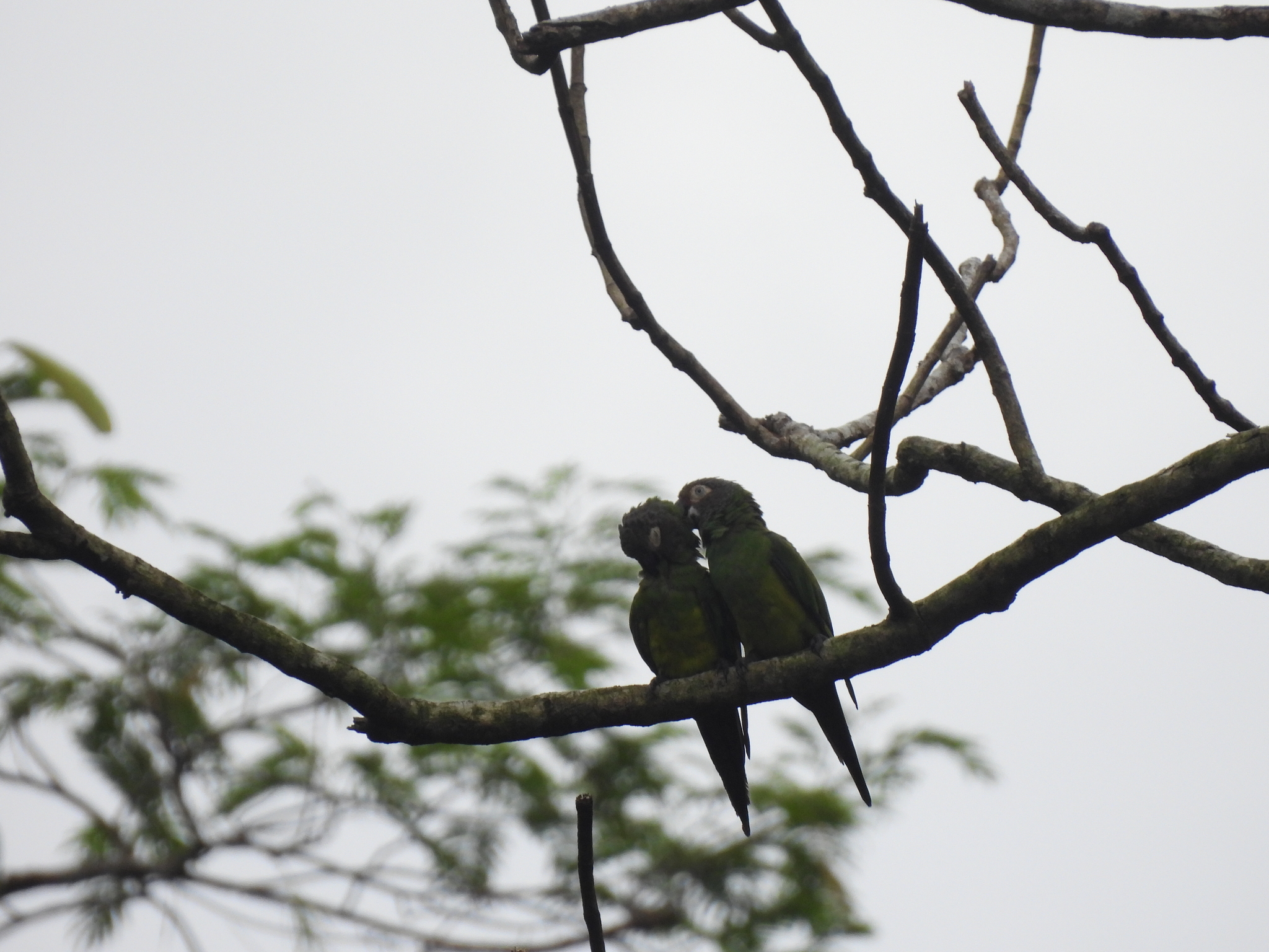 Dusky-headed Parakeet (Aratinga weddellii), photo 9