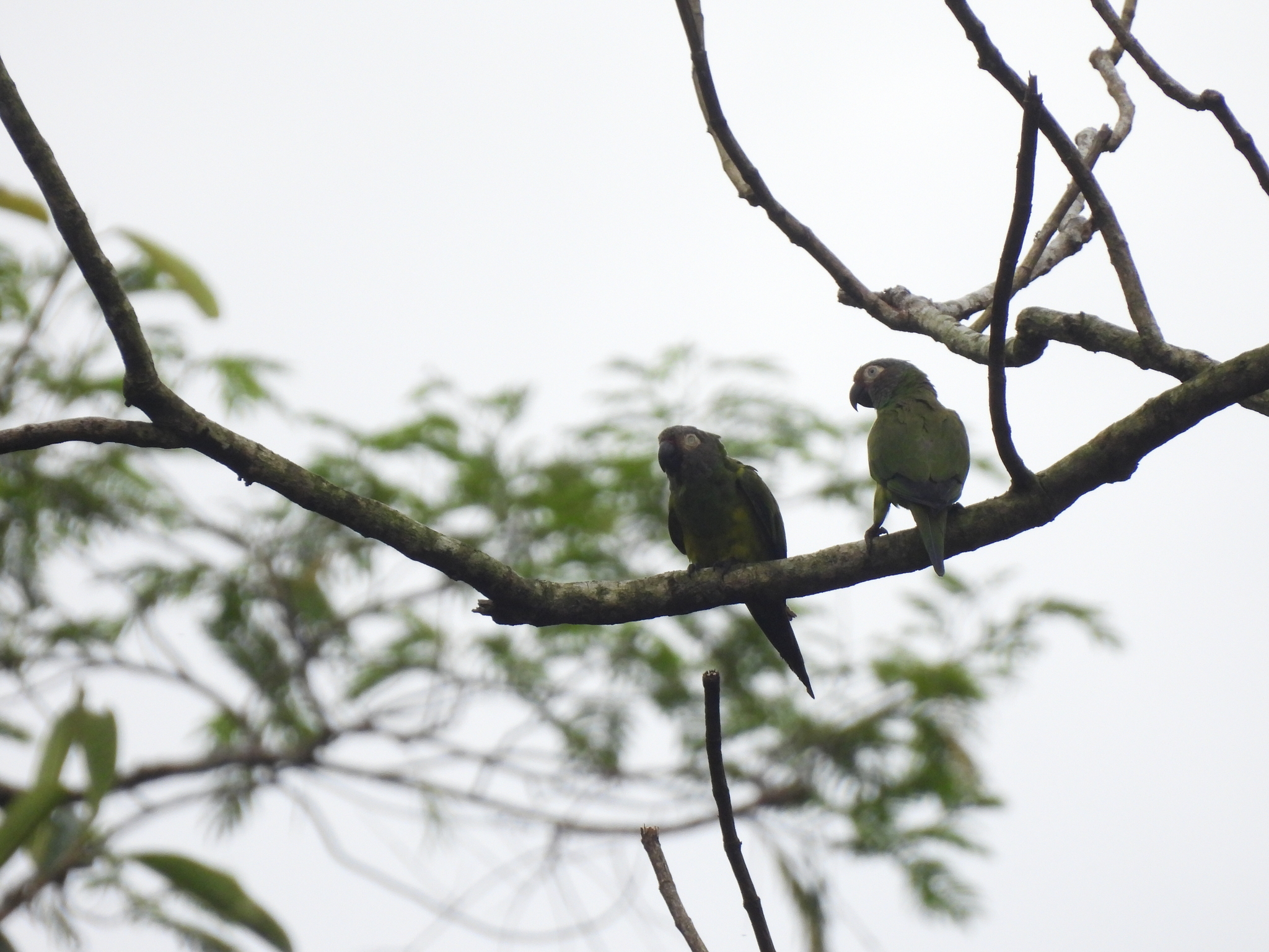 Dusky-headed Parakeet (Aratinga weddellii), photo 10