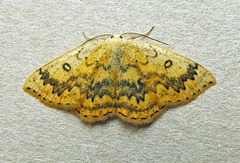 Cyclophora annularia