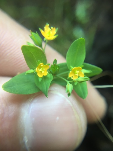 Hypericum mutilum