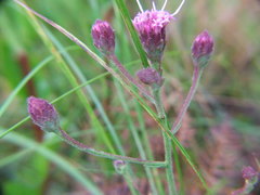 Carphephorus tomentosus