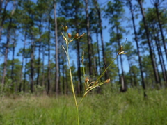 Rhynchospora rariflora