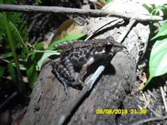 Pulchrana baramica