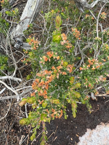 bearded heath (Epacris barbata)