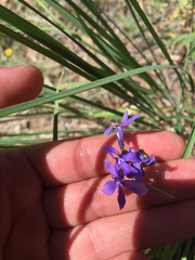 Lobelia anatina