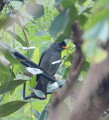 Hypsipetes madagascariensis