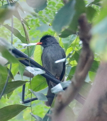 Hypsipetes madagascariensis