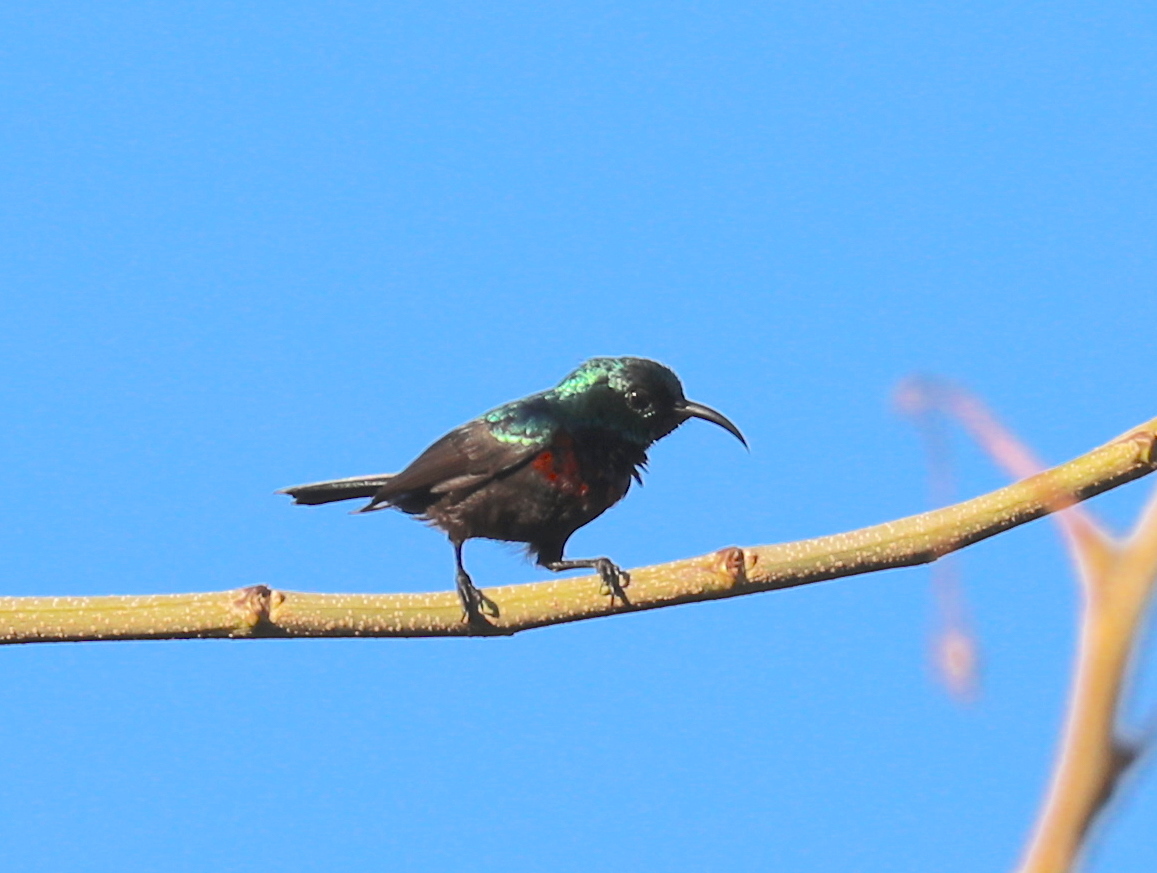 Anjouan Sunbird illustration