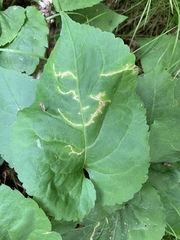 Scrobipalpula manierreorum