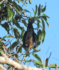 Pteropus seychellensis