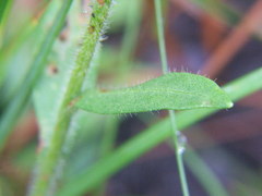 Carphephorus tomentosus