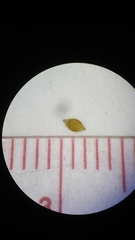 Rhynchospora rariflora