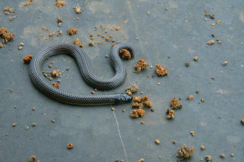 Travancore Hills Thorntail Snake, Platyplectrurus madurensis