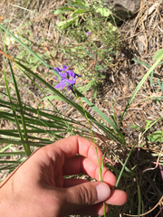 Lobelia anatina