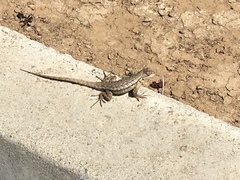 Sceloporus occidentalis