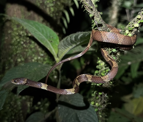 Photo of a Vermiculate Snail-eater (Dipsas vermiculata)