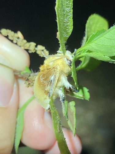 Southern flannel moth