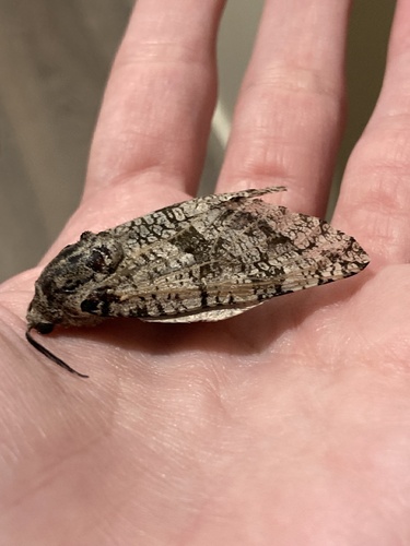 Carpenterworm Moth photo 4