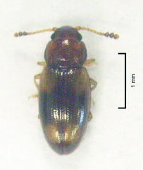 Loberus nitens