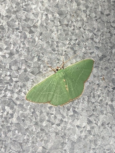 Red-bordered Emerald photo 3
