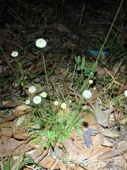 Sedge flower (Syngonanthus)