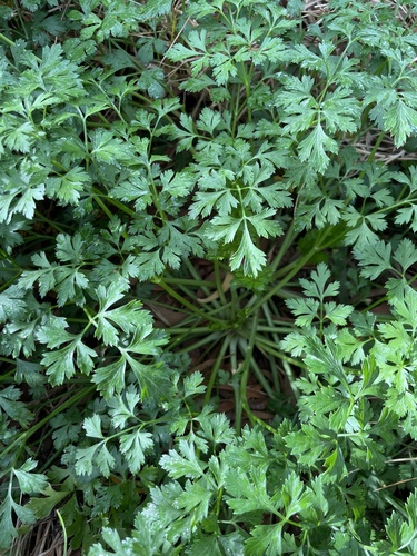 Petroselinum crispum observed 2025-03-13