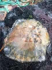 Chrysaora melanaster