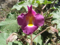Proboscidea louisianica fragrans