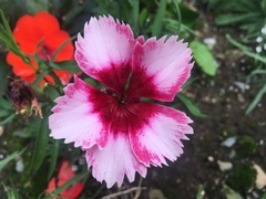 Dianthus