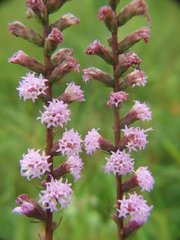 Liatris spicata