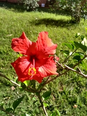Hibiscus rosa-sinensis